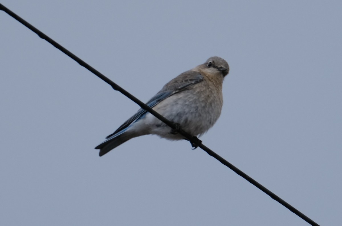 Mountain Bluebird - Maggie  Ryan