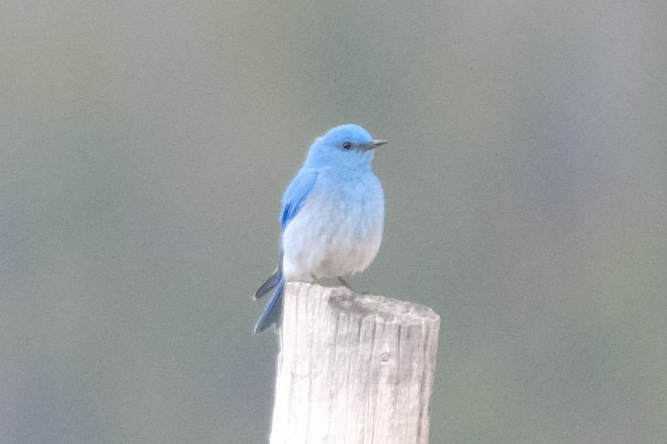 Mountain Bluebird - Maggie  Ryan