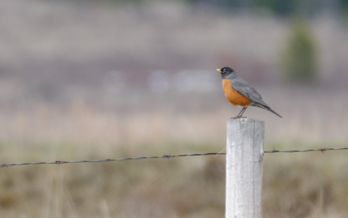 American Robin - Maggie  Ryan