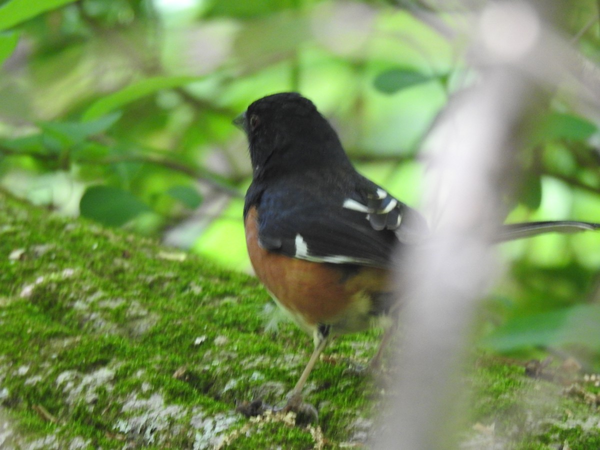 Eastern Towhee - ML568528651