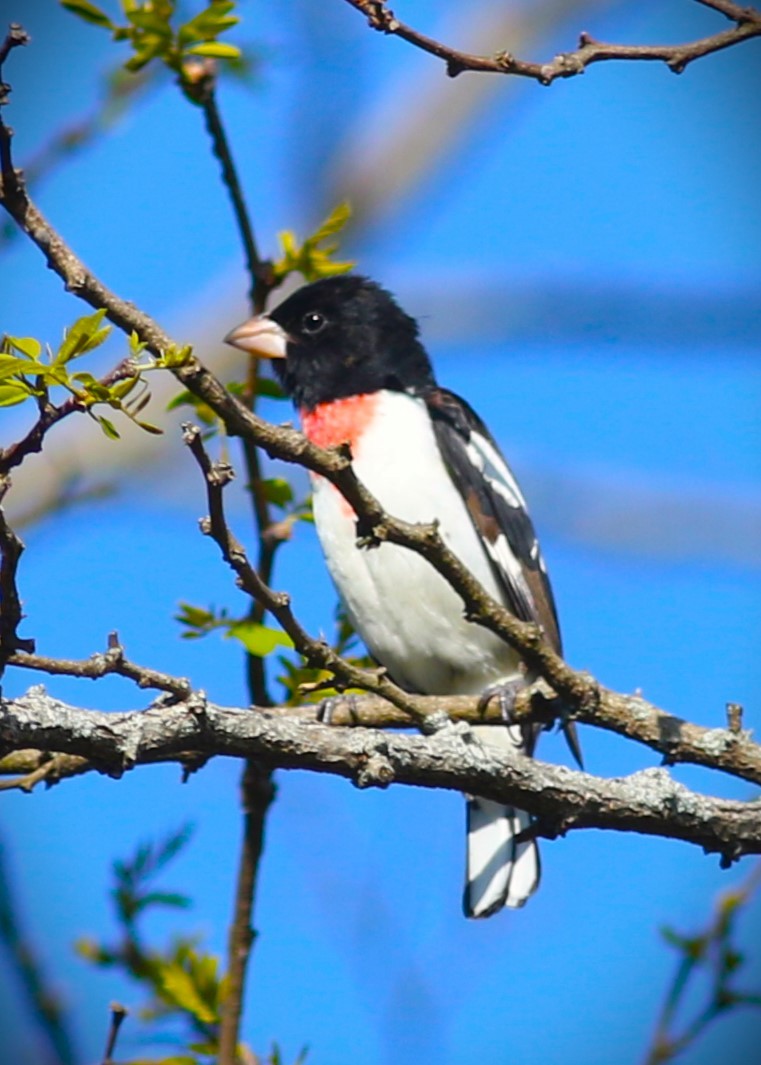 Rose-breasted Grosbeak - ML568529001