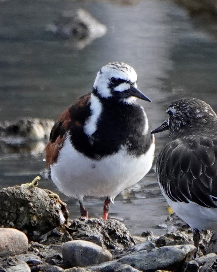 Ruddy Turnstone - ML568529241