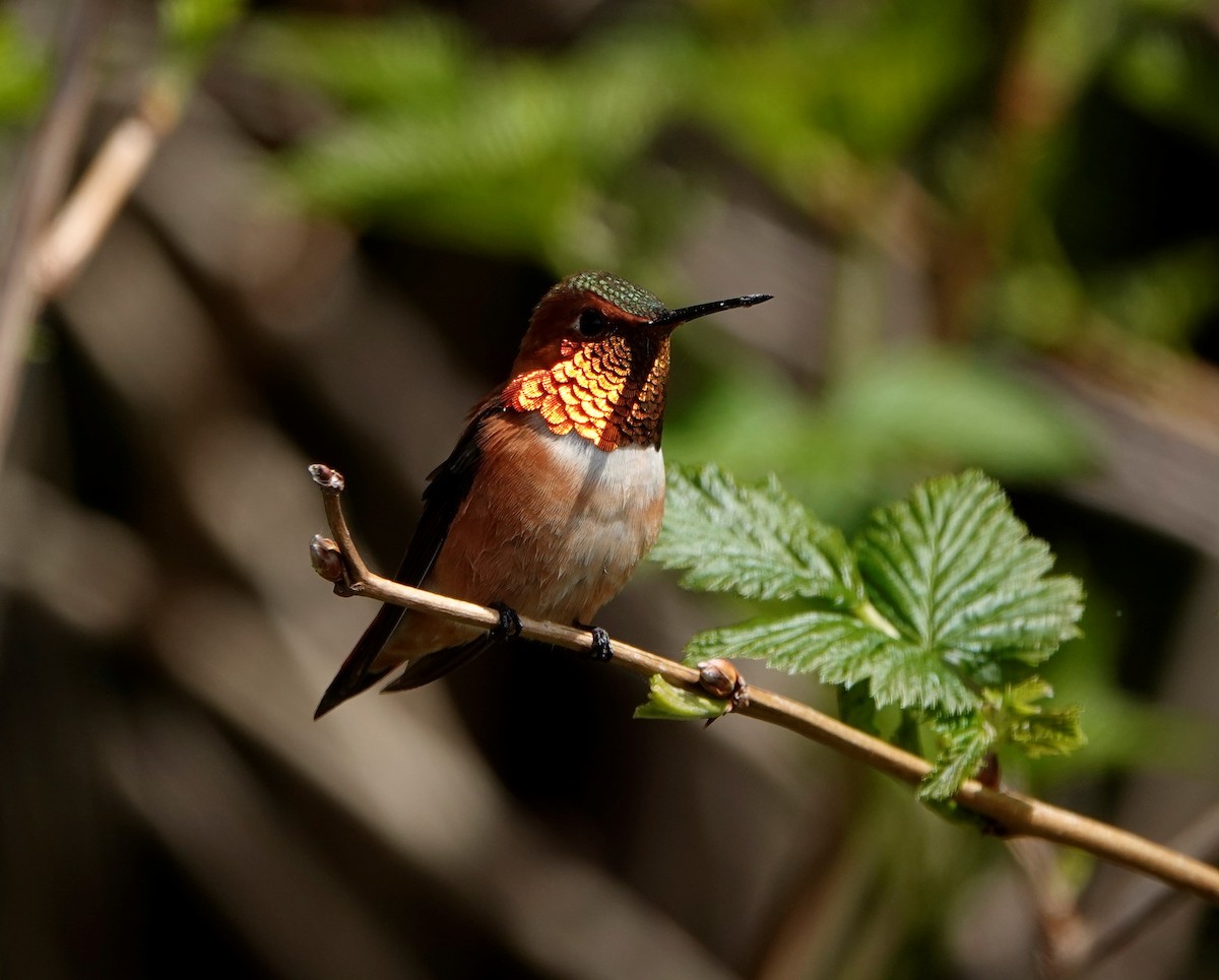 Rufous Hummingbird - ML568530611