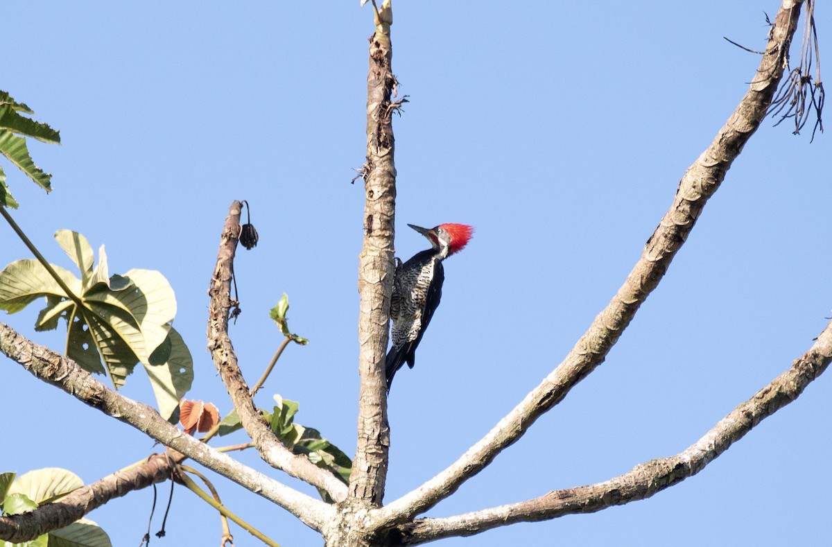 Lineated Woodpecker - ML568531401