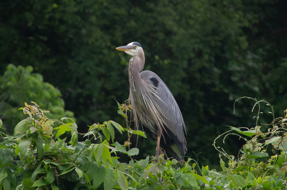 Great Blue Heron - ML568533751