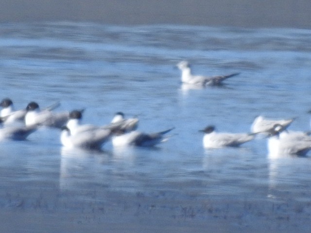 Bonaparte's Gull - ML56853381