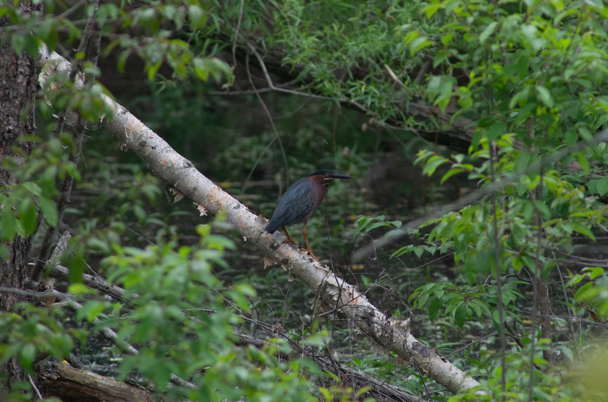 Green Heron - ML568533871