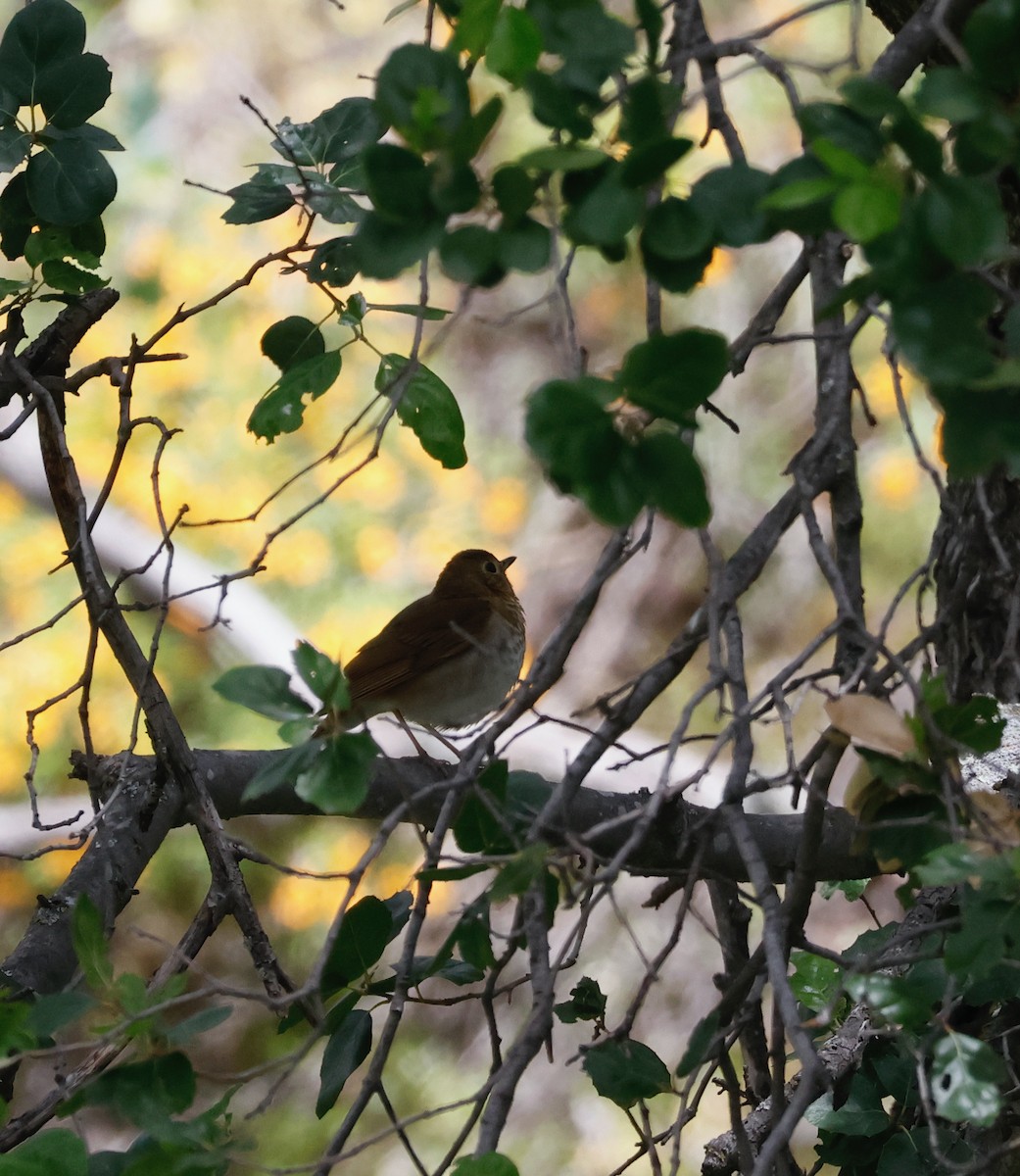 Swainson's Thrush - ML568534421