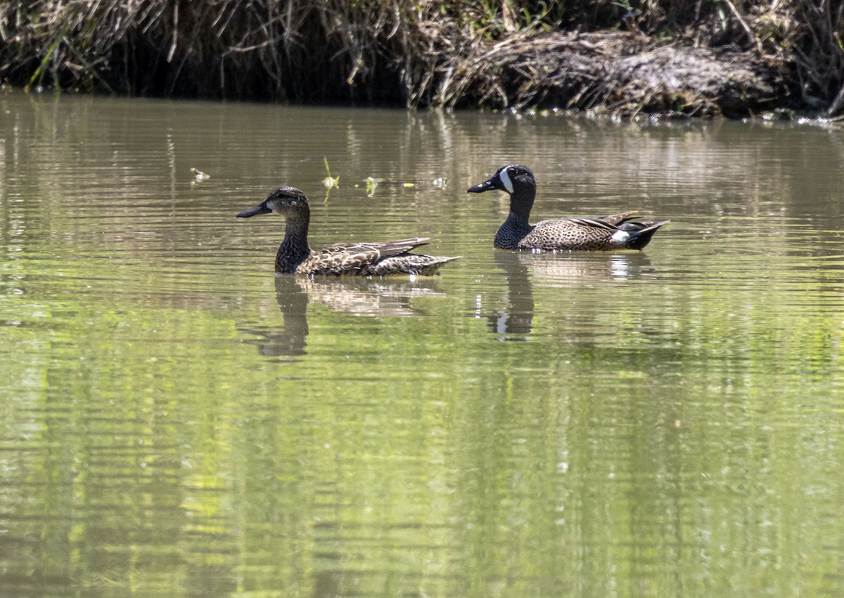 Blue-winged Teal - Jason Lott