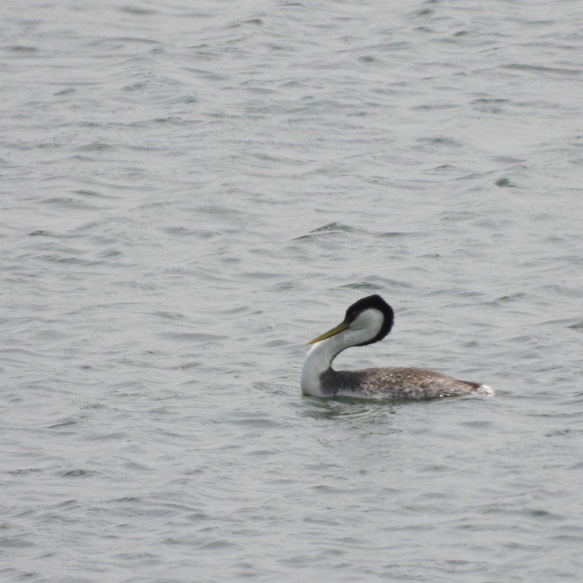 Western Grebe - ML568534741