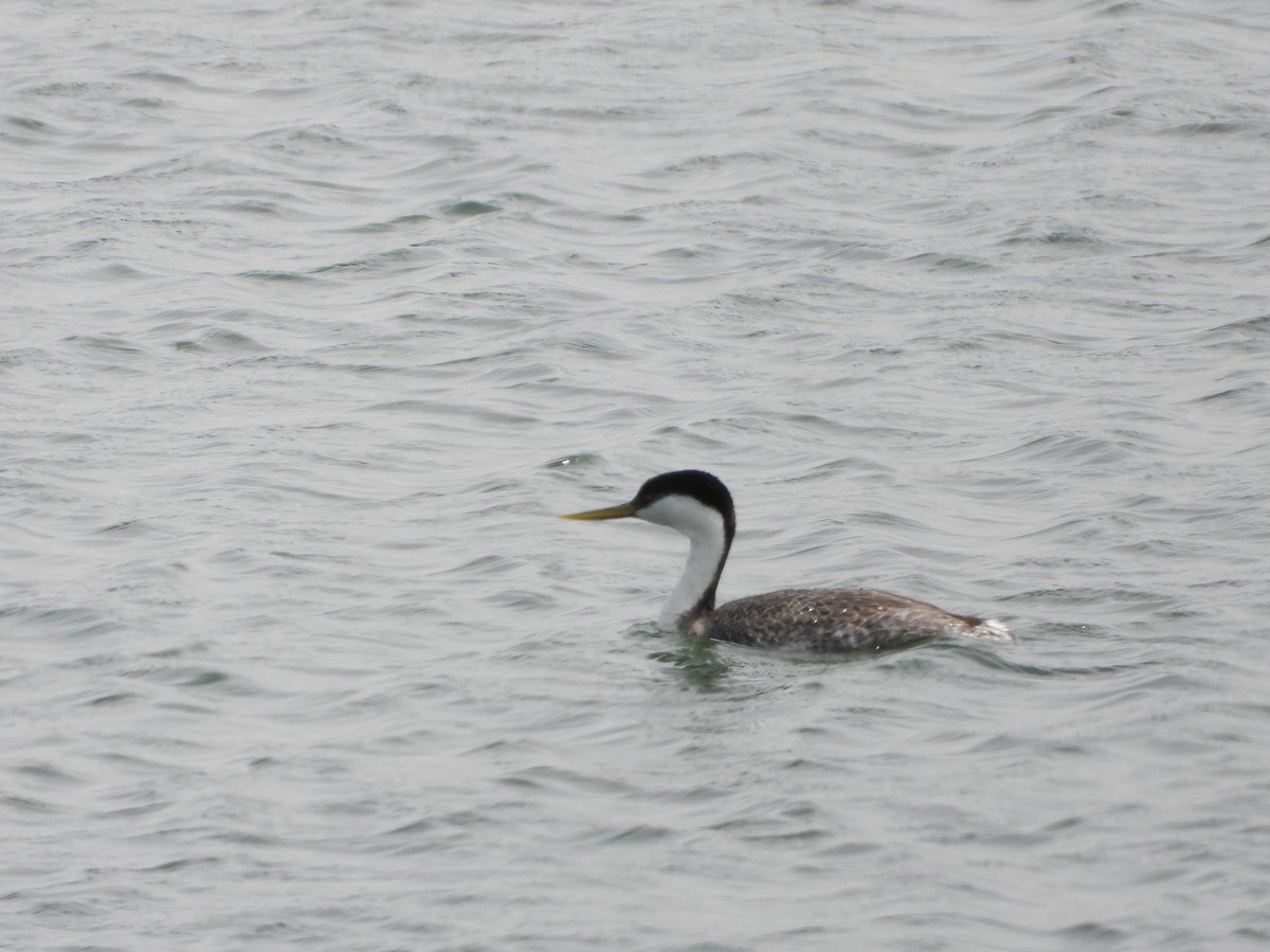 Western Grebe - ML568534751