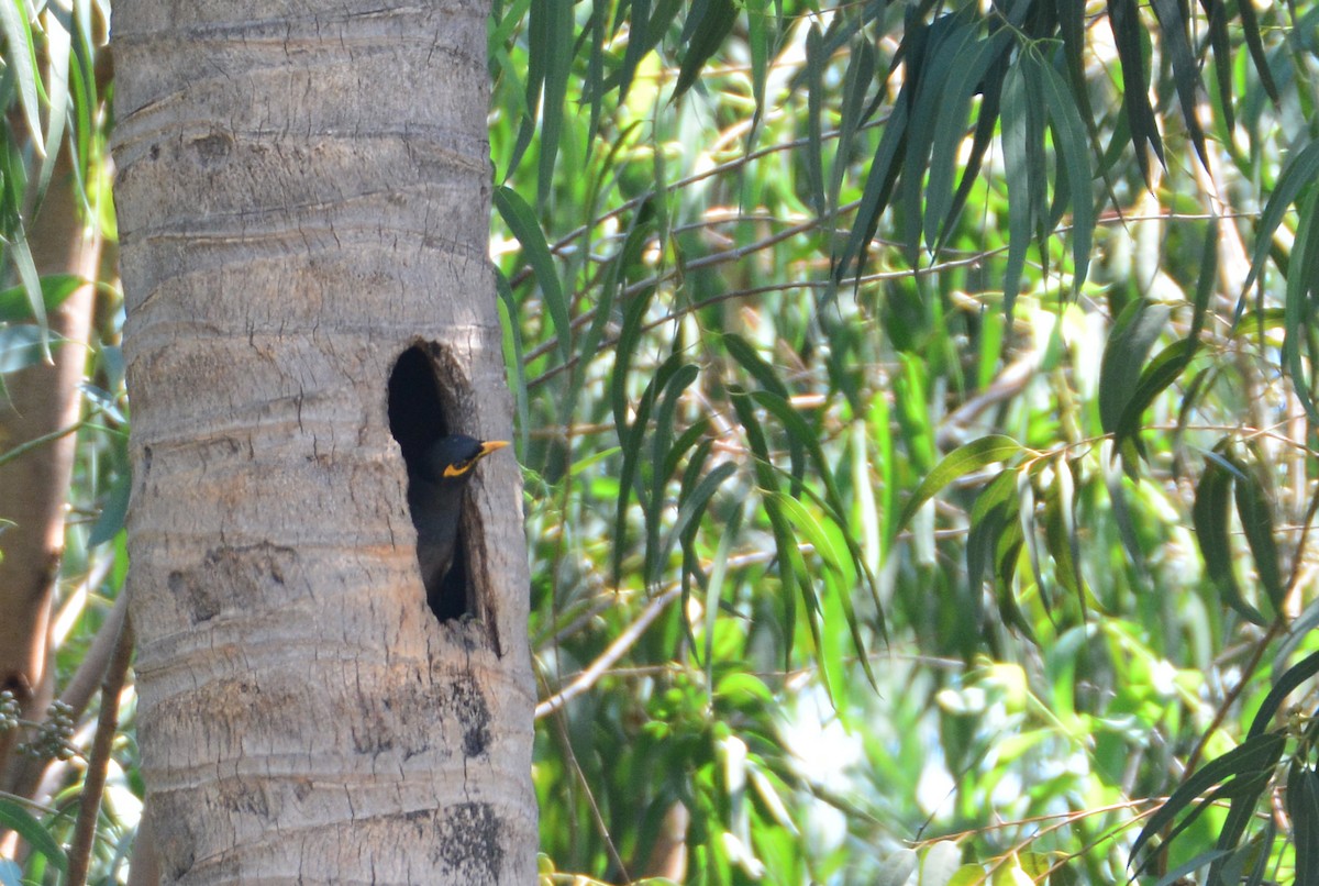 Common Myna - Srinivas D