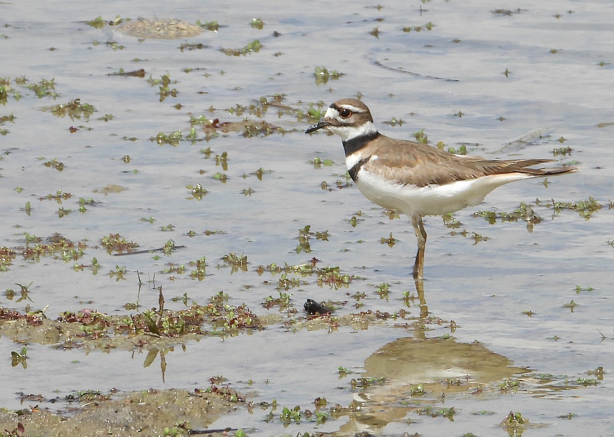 Killdeer - ML568534841