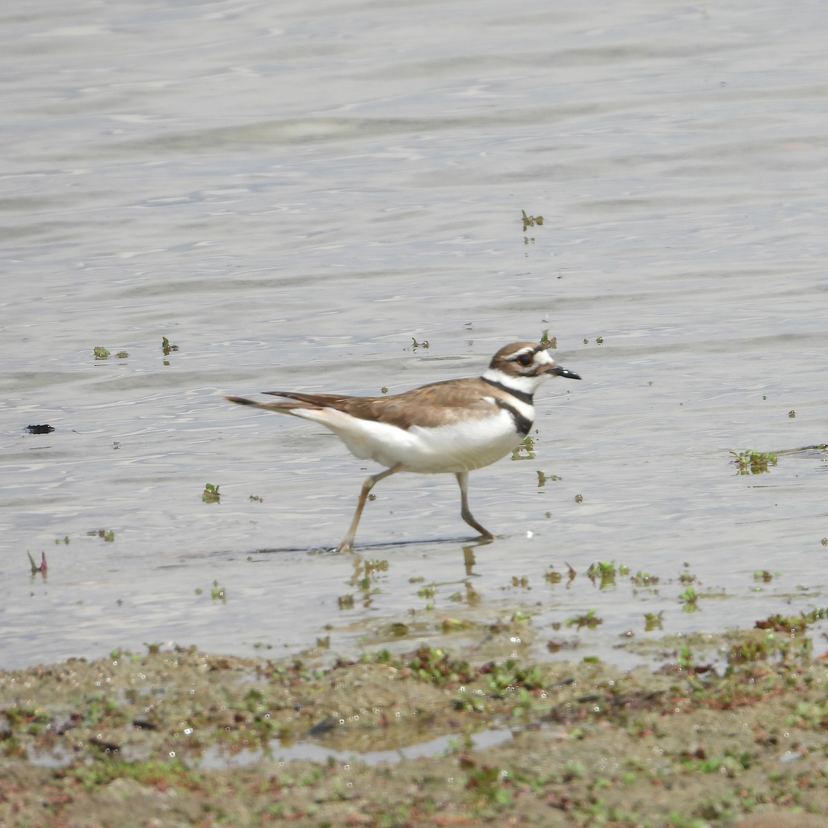 Killdeer - ML568534851