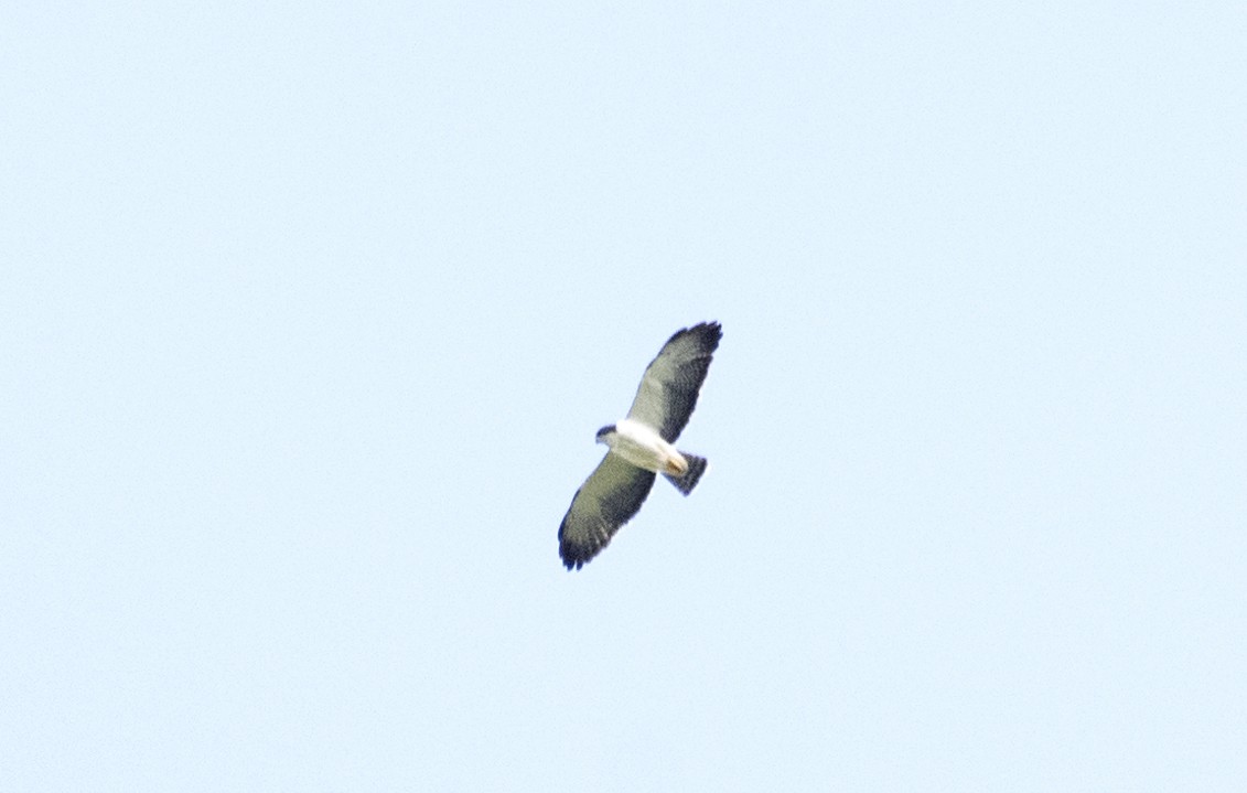 Short-tailed Hawk - ML568534861