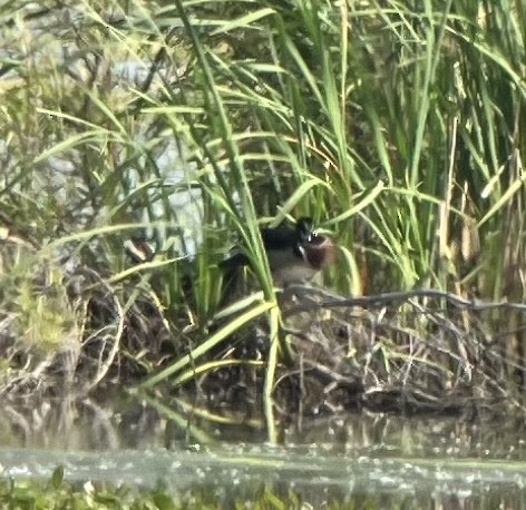 Wood Duck - ML568535001