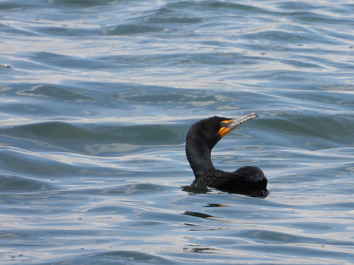 Cormoran à aigrettes - ML568535051