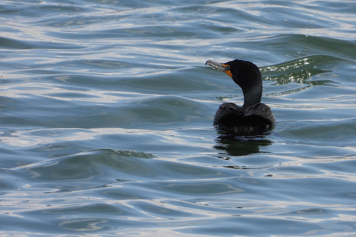 Cormoran à aigrettes - ML568535071