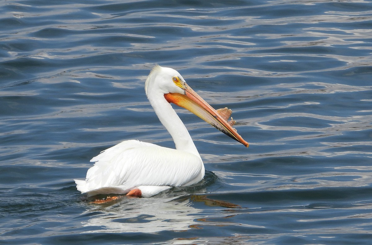 American White Pelican - ML568535231