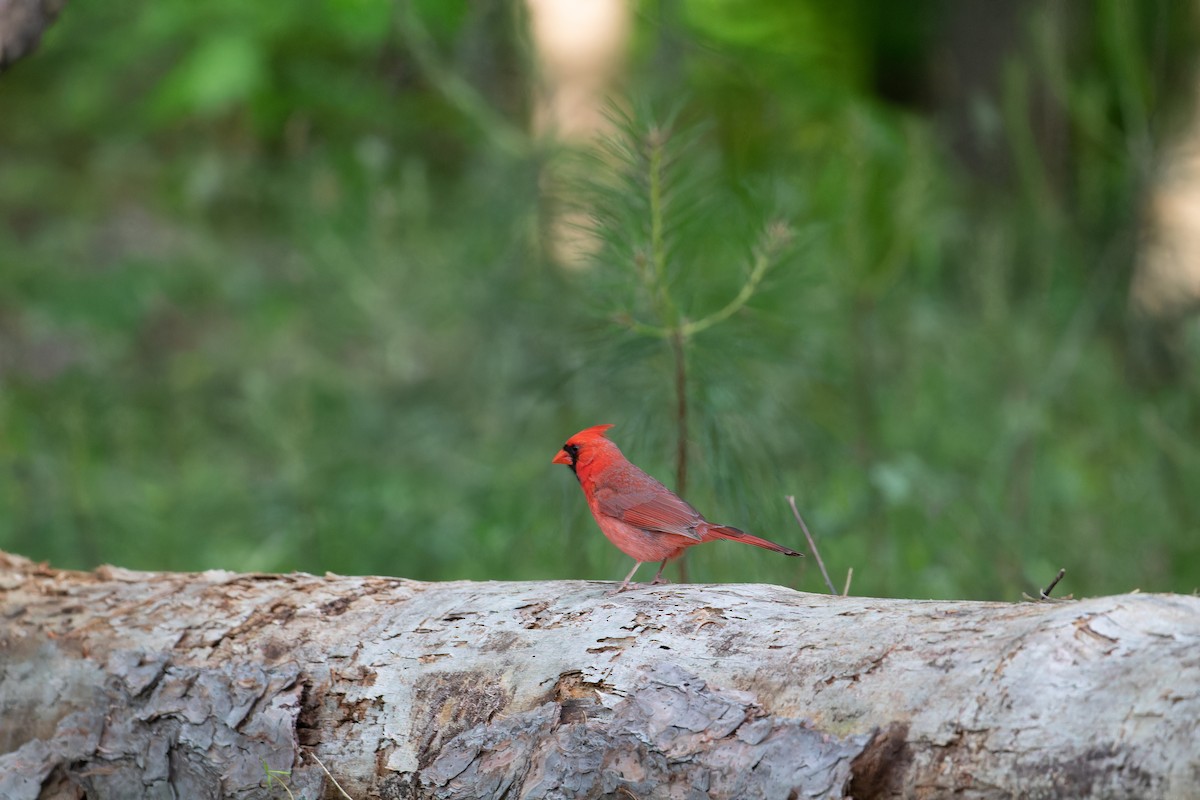 Northern Cardinal - ML568535381