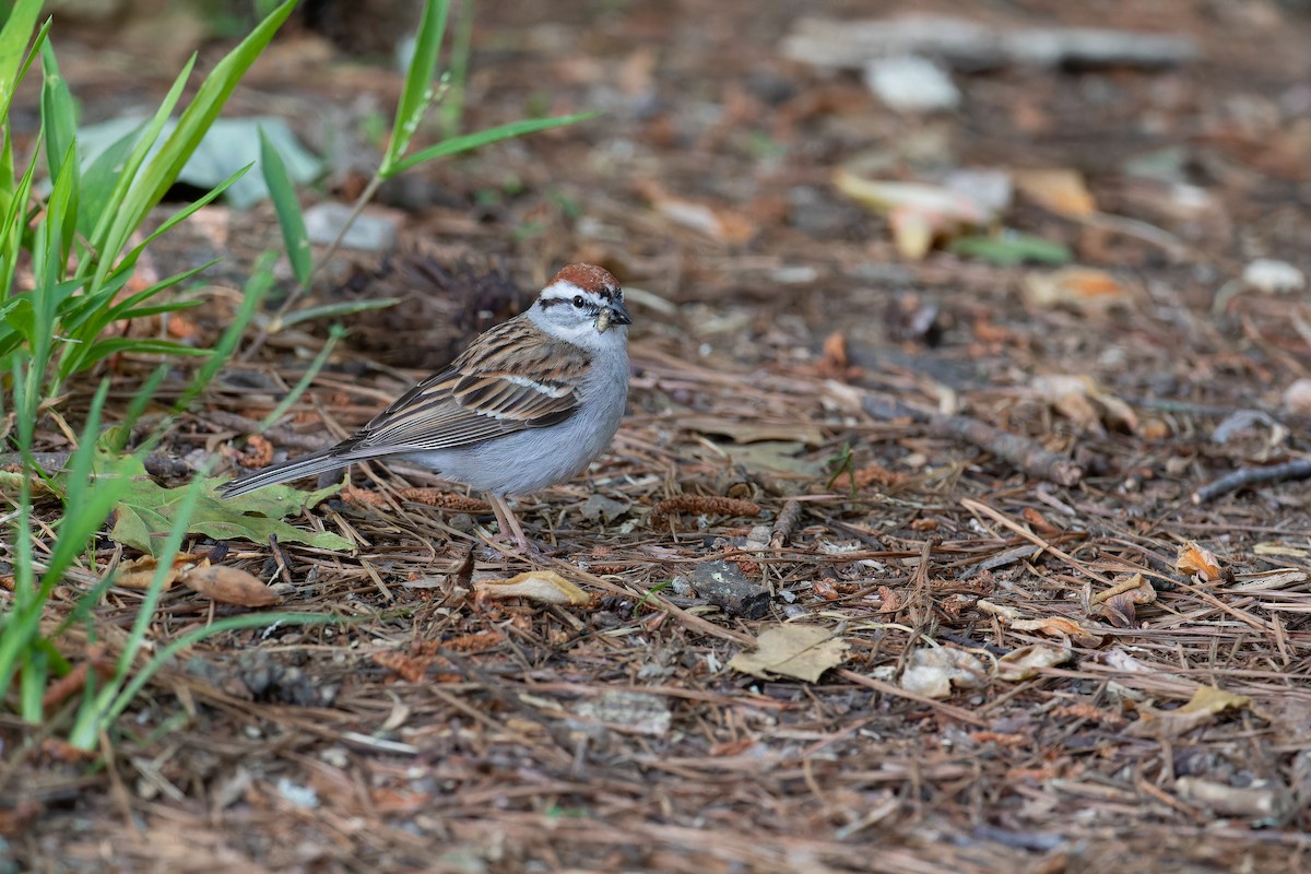Chipping Sparrow - ML568535471