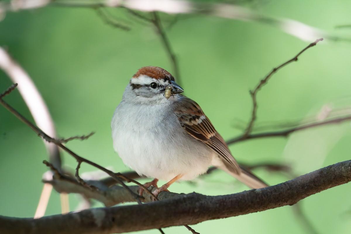 Chipping Sparrow - ML568535491