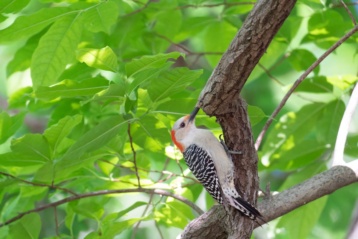 Red-bellied Woodpecker - Adelyn Flowers
