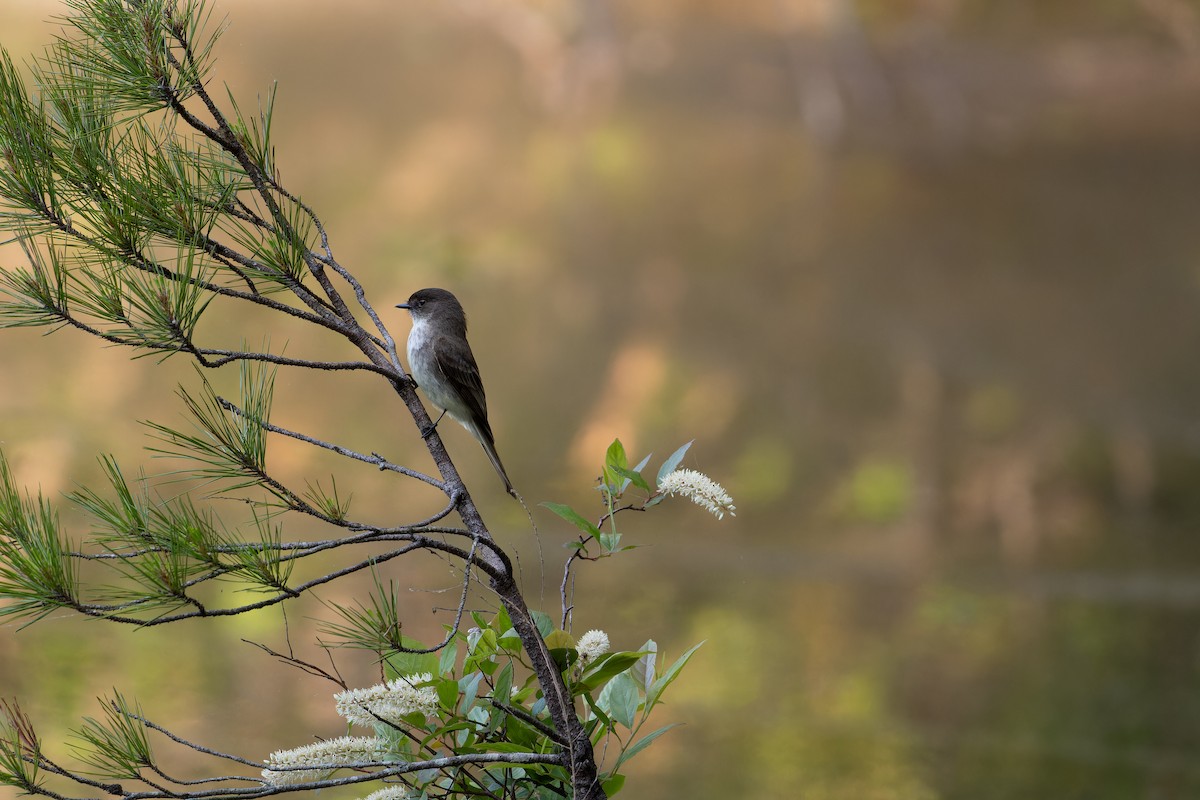 Eastern Phoebe - ML568535571
