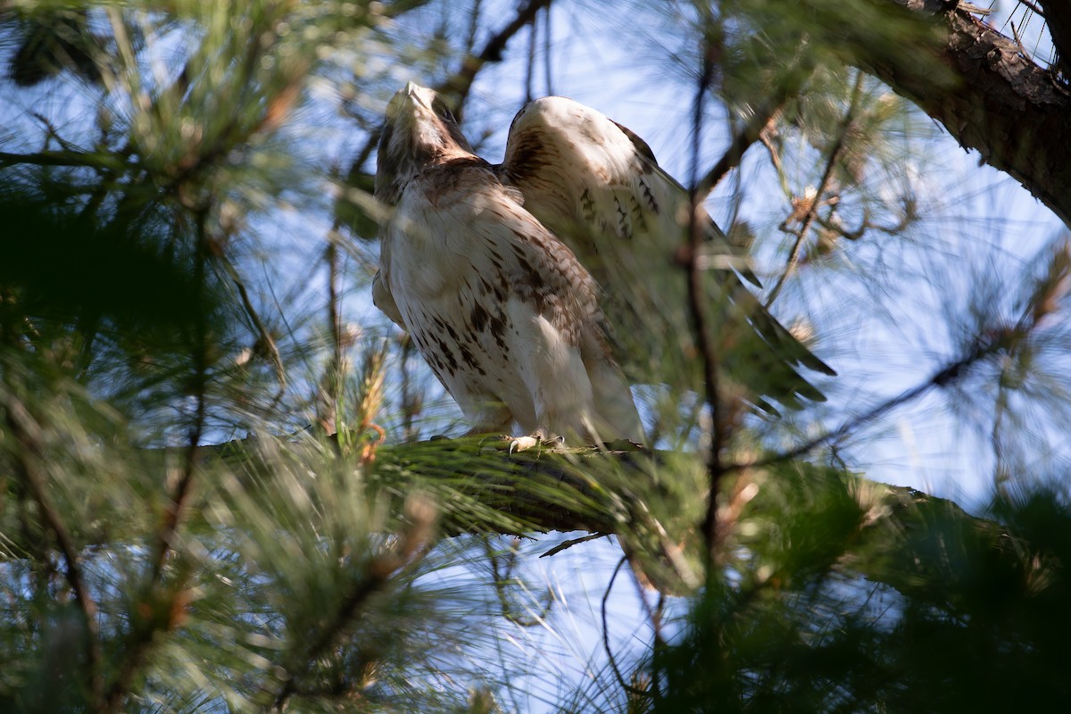 Red-tailed Hawk - ML568535621