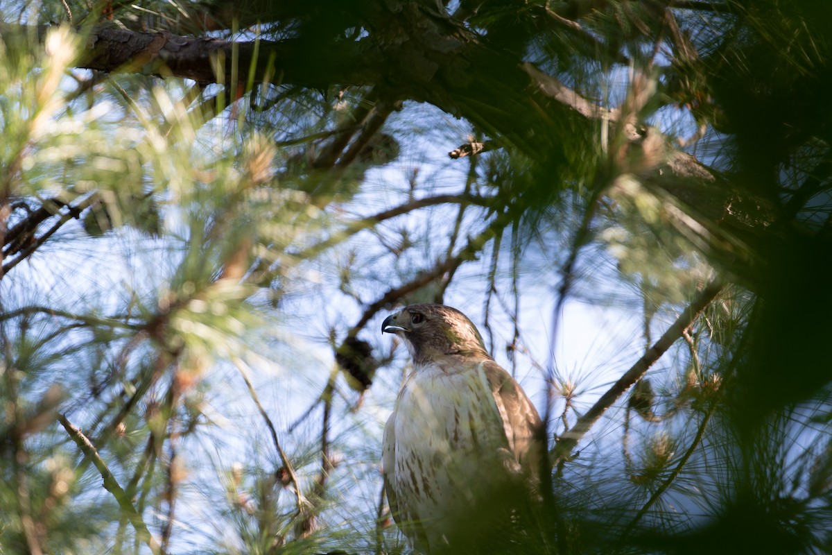Red-tailed Hawk - ML568535671