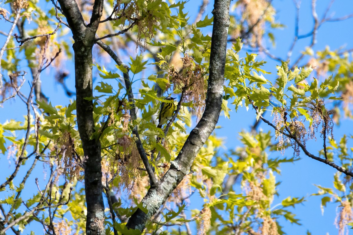Magnolia Warbler - ML568536021