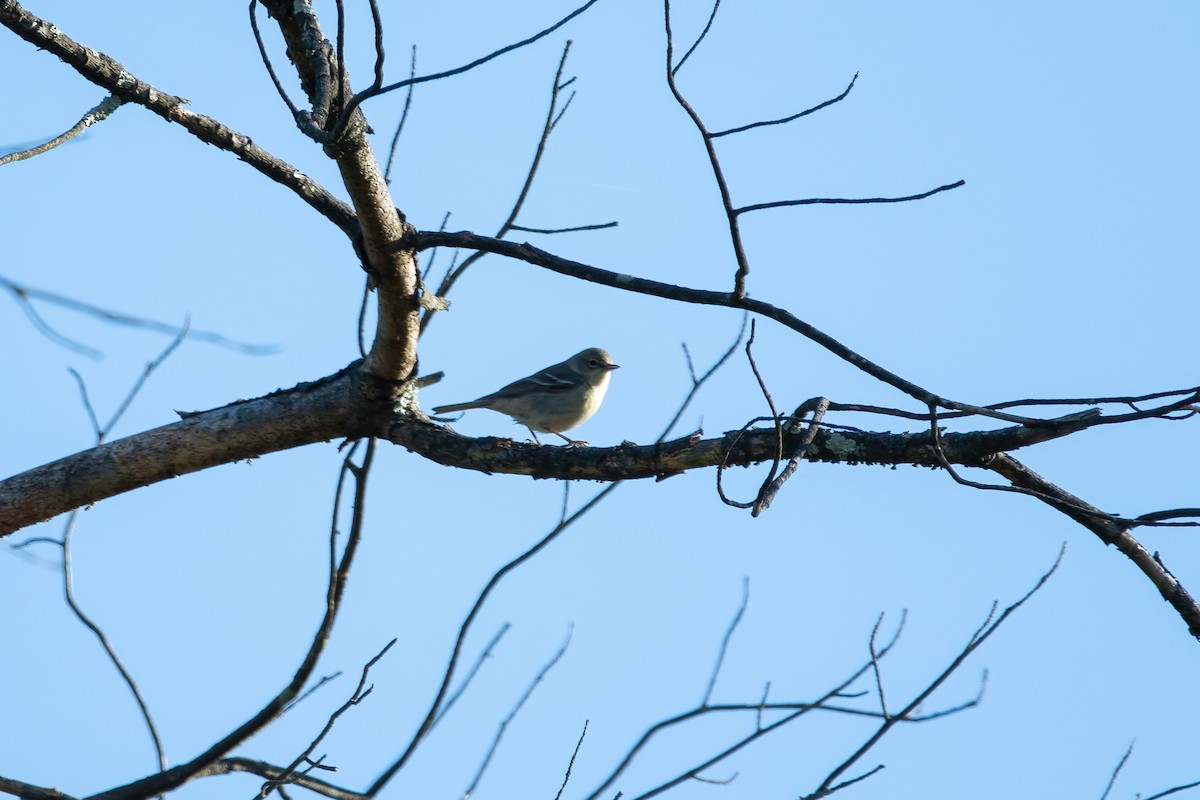 Pine Warbler - ML568536031