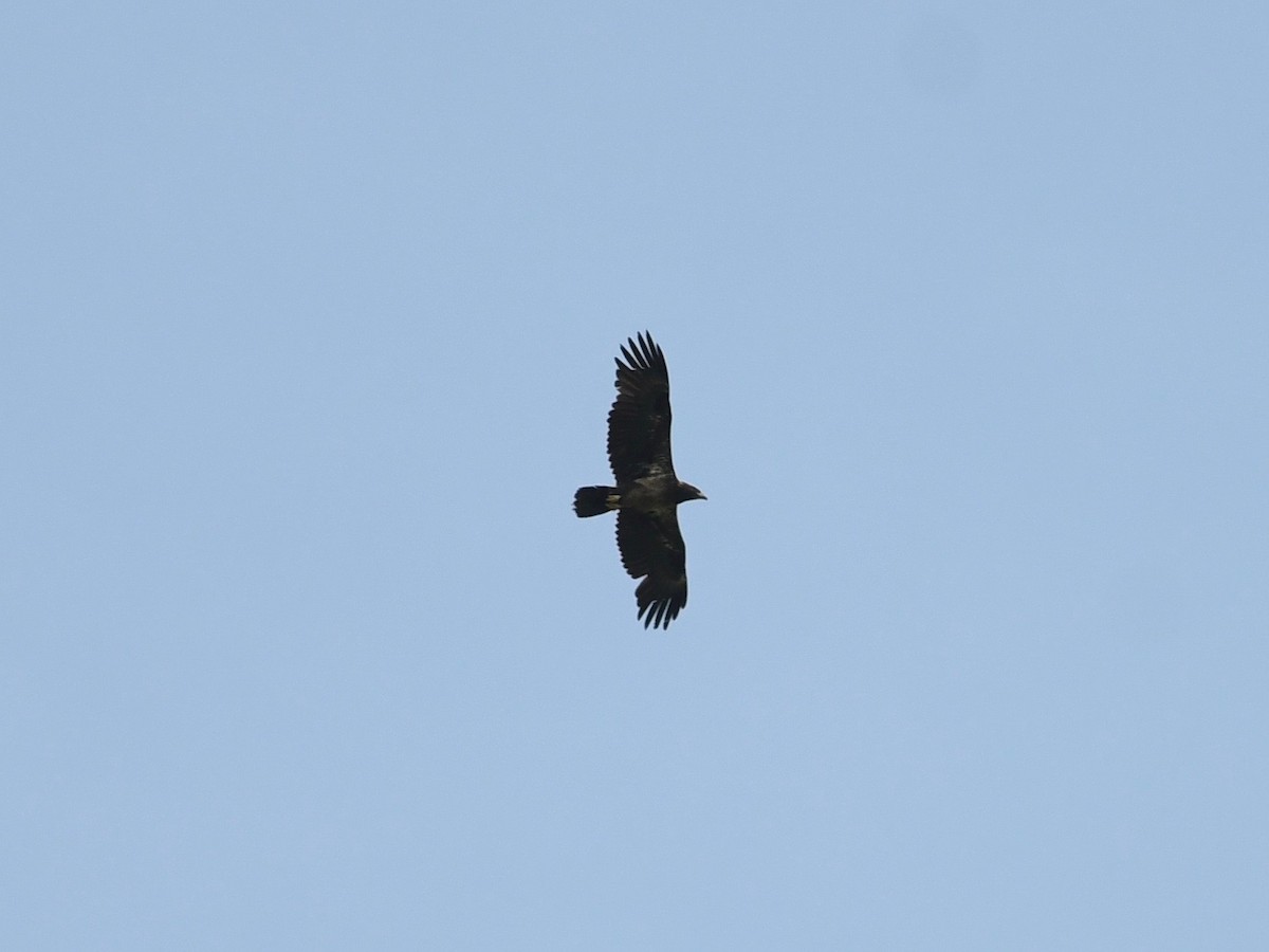 Bald Eagle - Peter Paul