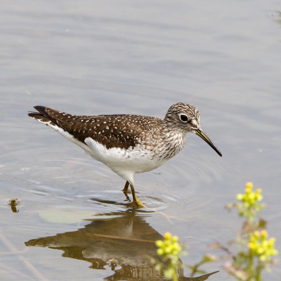 vodouš samotářský - ML568536341