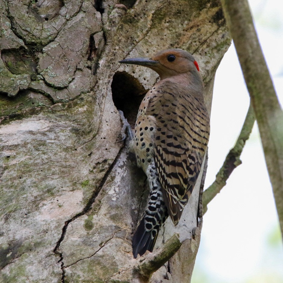 datel zlatý - ML568536611