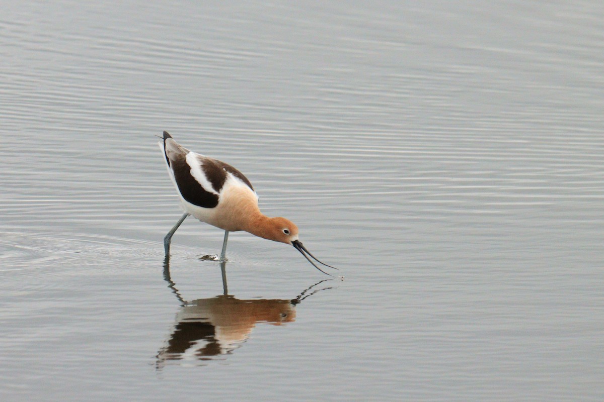 American Avocet - ML568537591