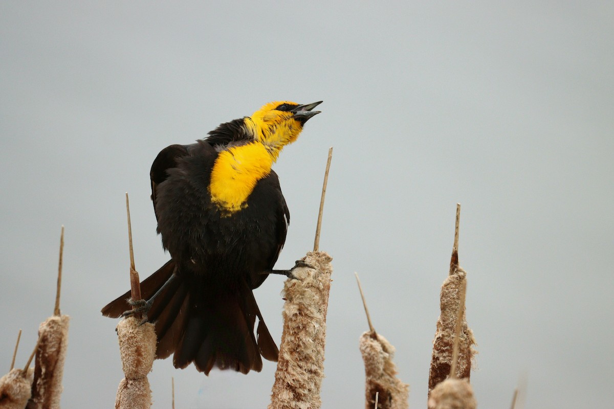 Yellow-headed Blackbird - ML568537721