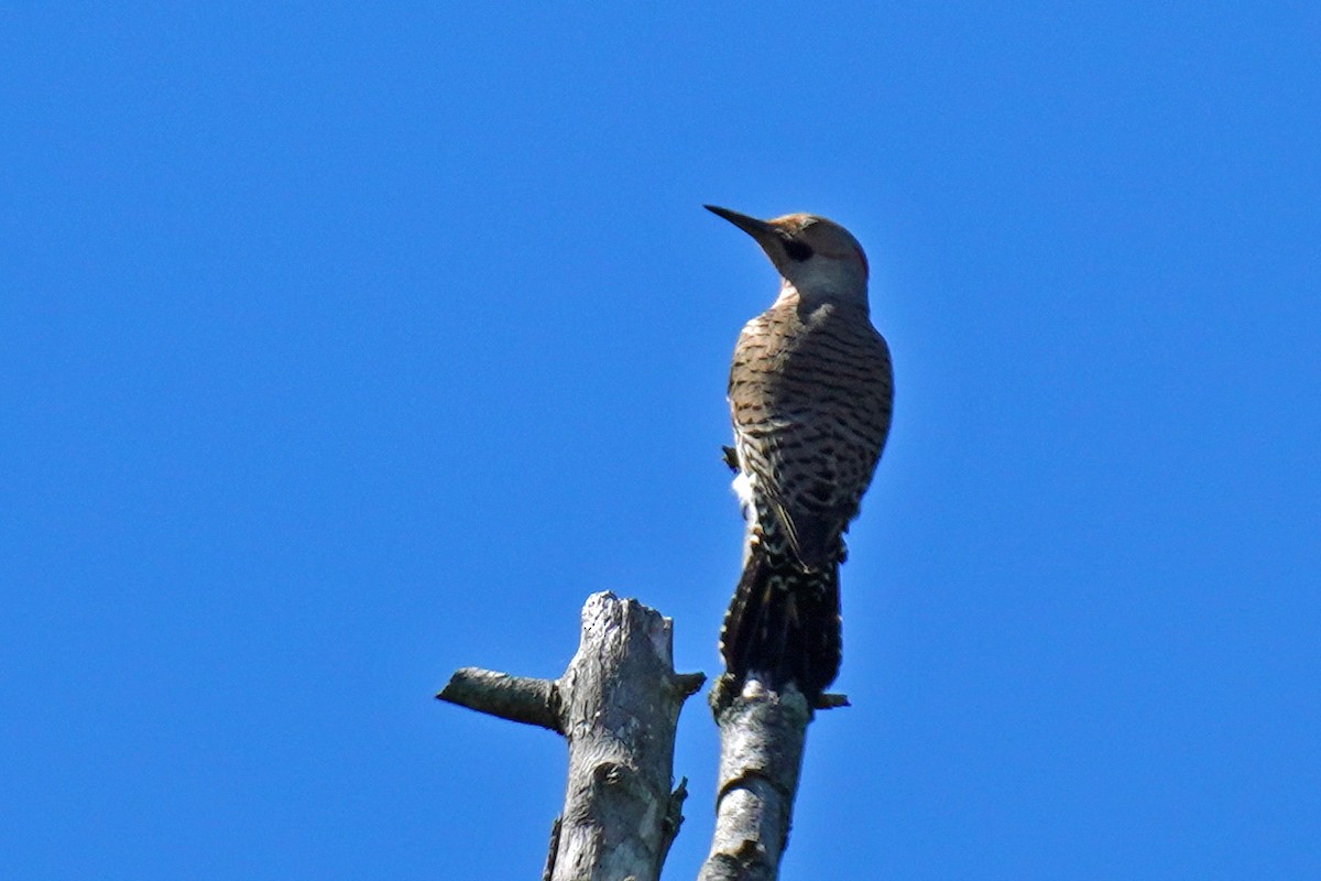 Northern Flicker - ML568538111