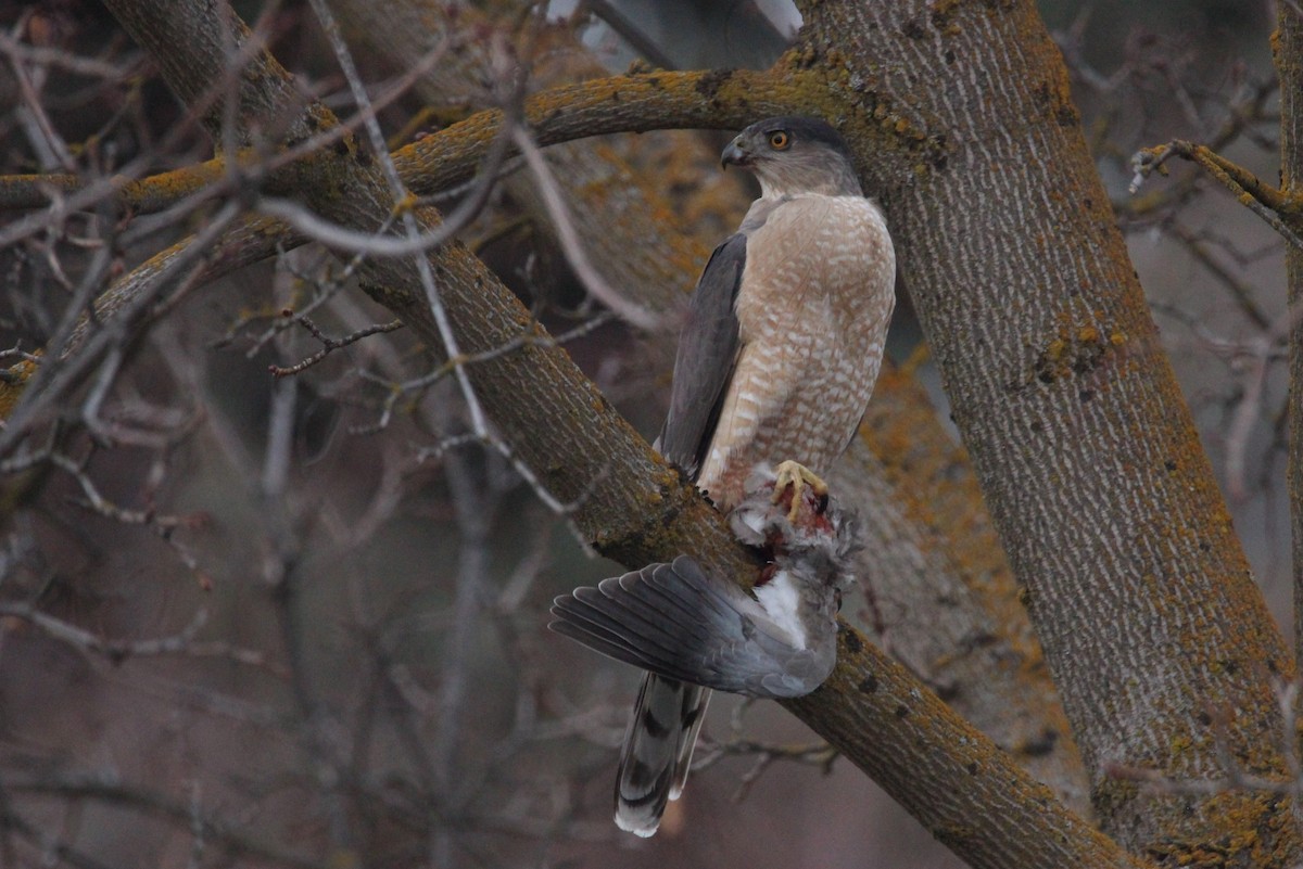 Cooper's Hawk - ML568538971