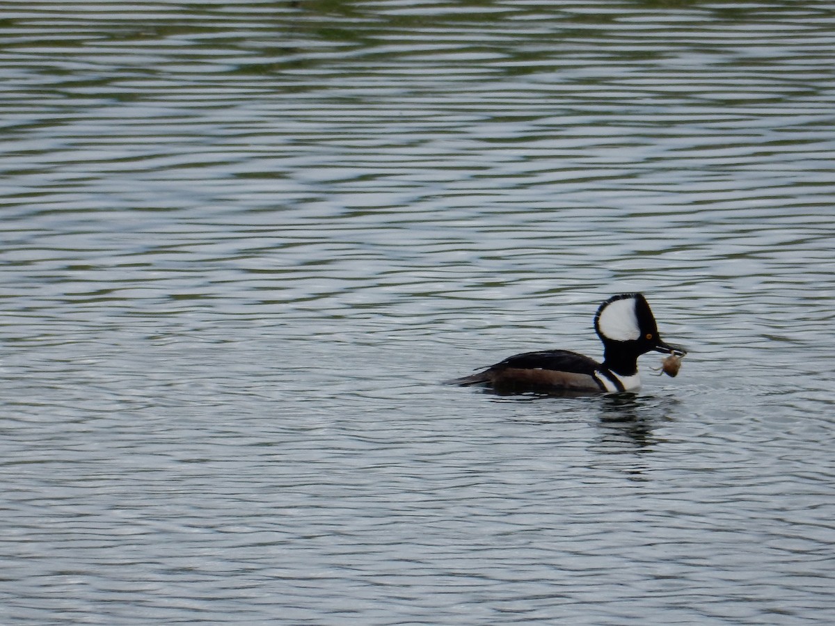 Hooded Merganser - Scott Freeman