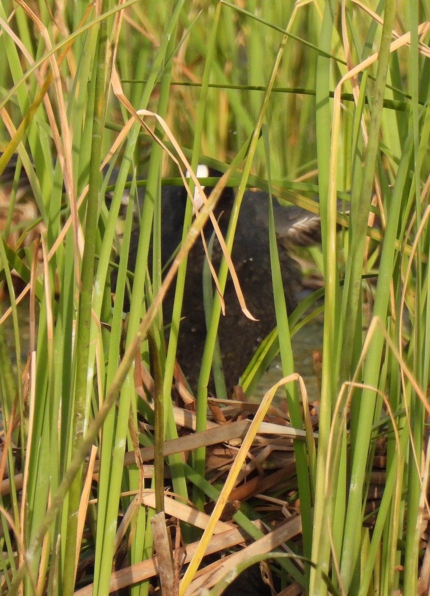 Eurasian Coot - ML568540631