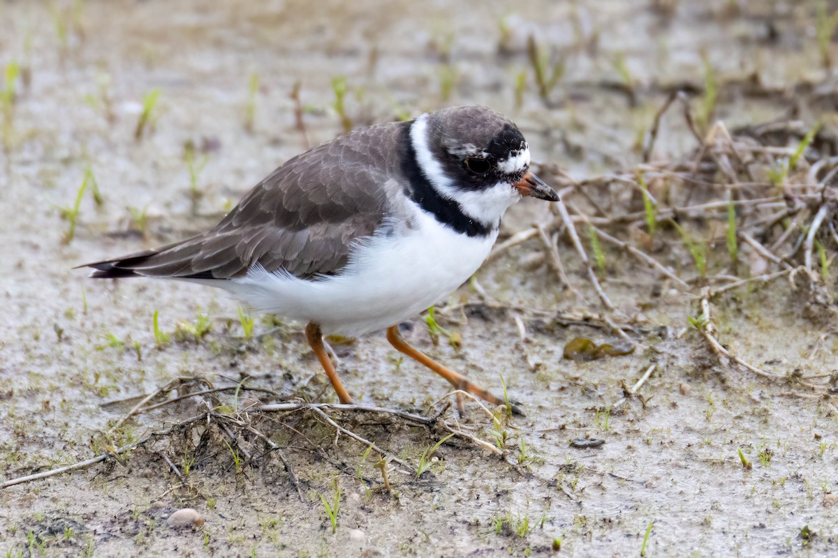 Semipalmated Plover - ML568541981