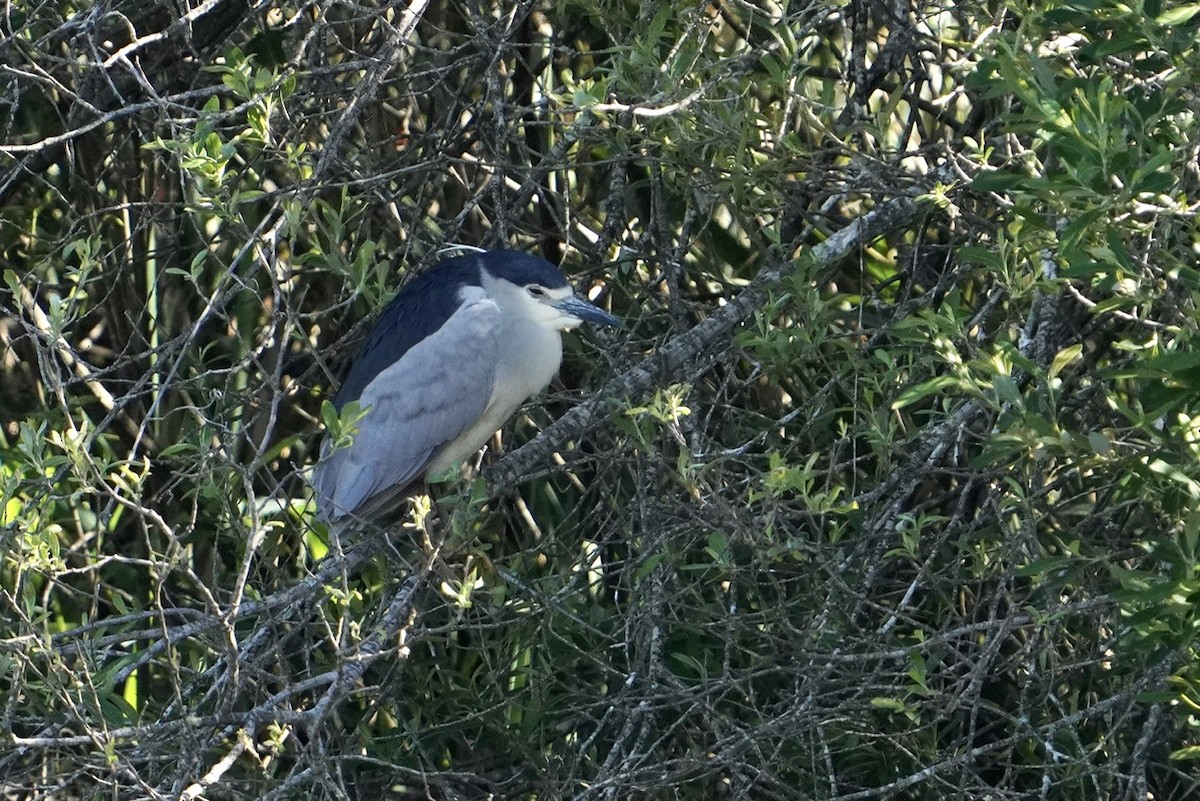 Black-crowned Night Heron - ML568542891