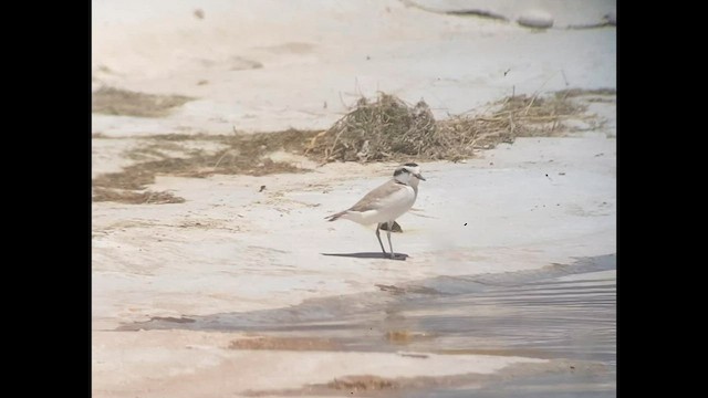 Snowy Plover - ML568544141