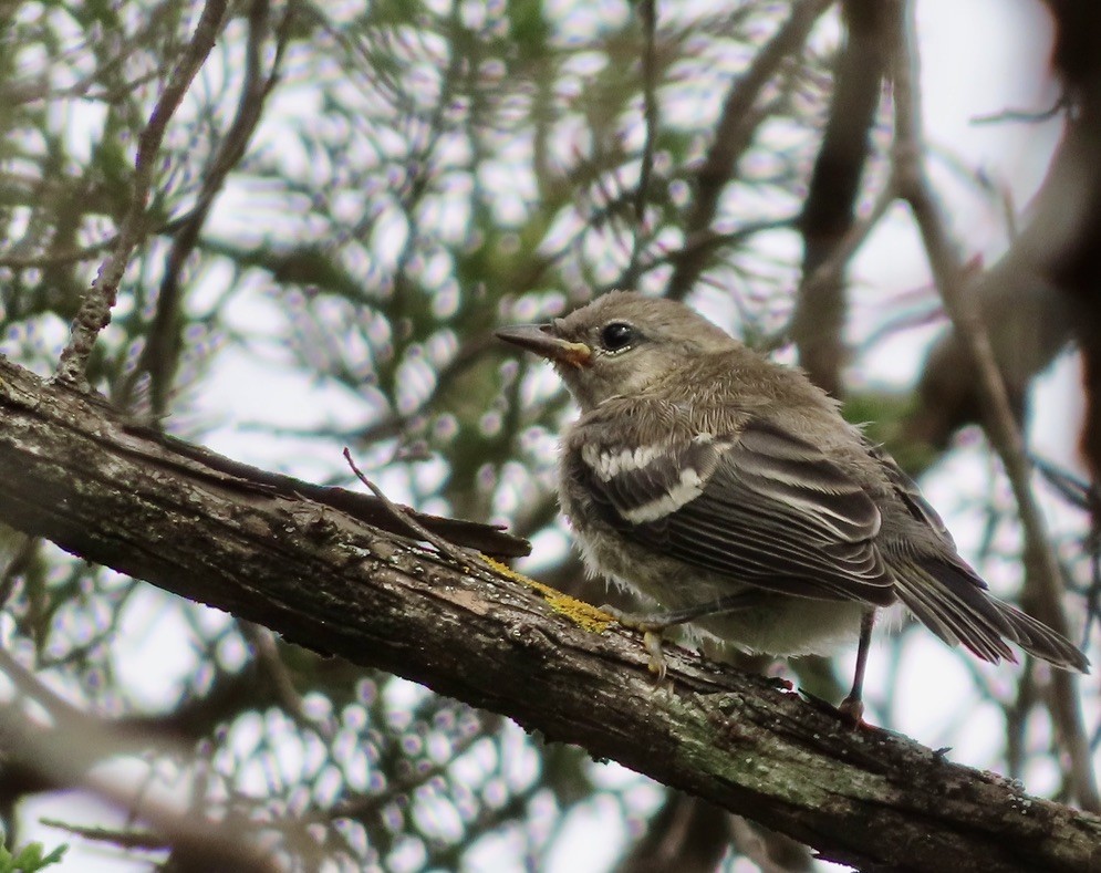 Golden-cheeked Warbler - ML568544791