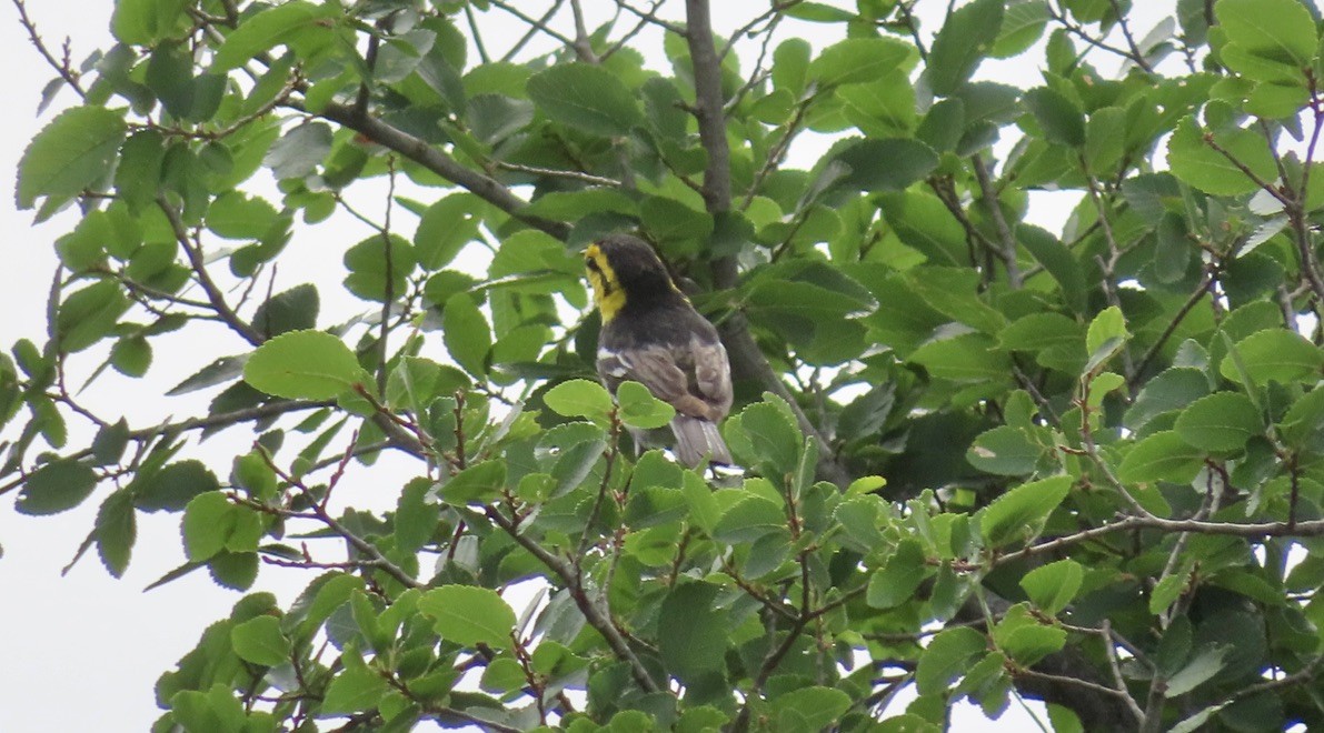 Golden-cheeked Warbler - ML568545991