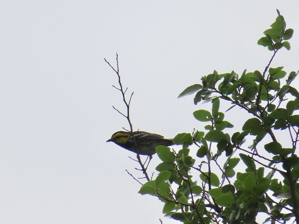 Golden-cheeked Warbler - ML568546441