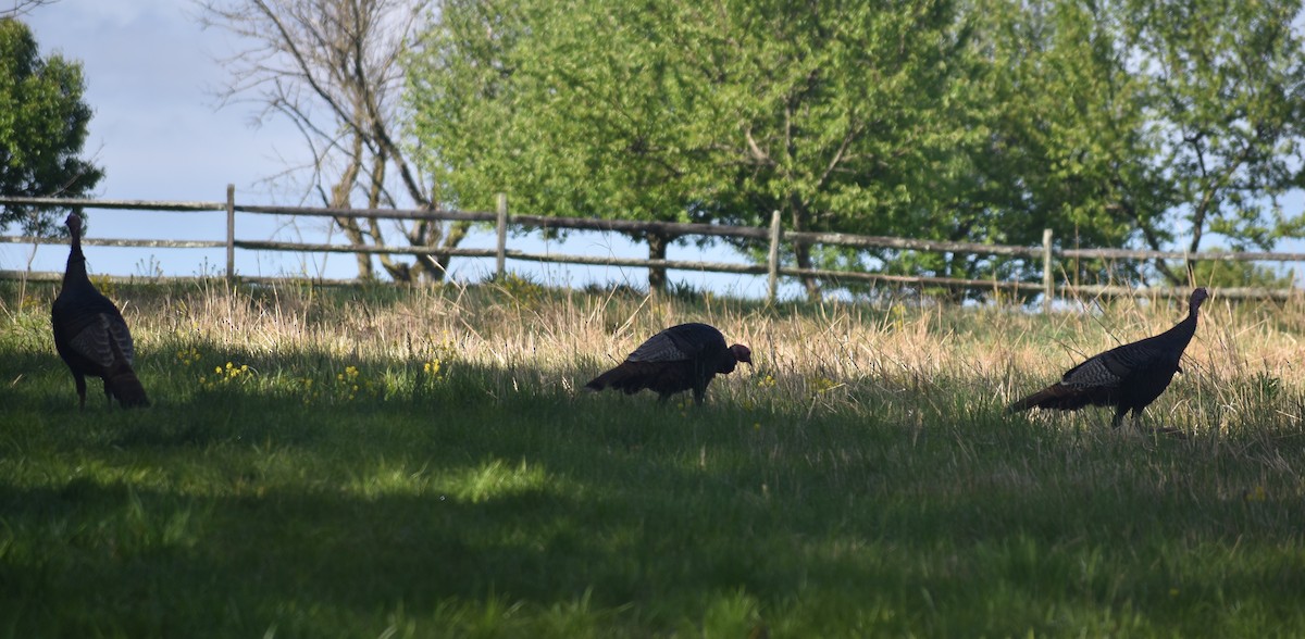 Wild Turkey - ML568546491