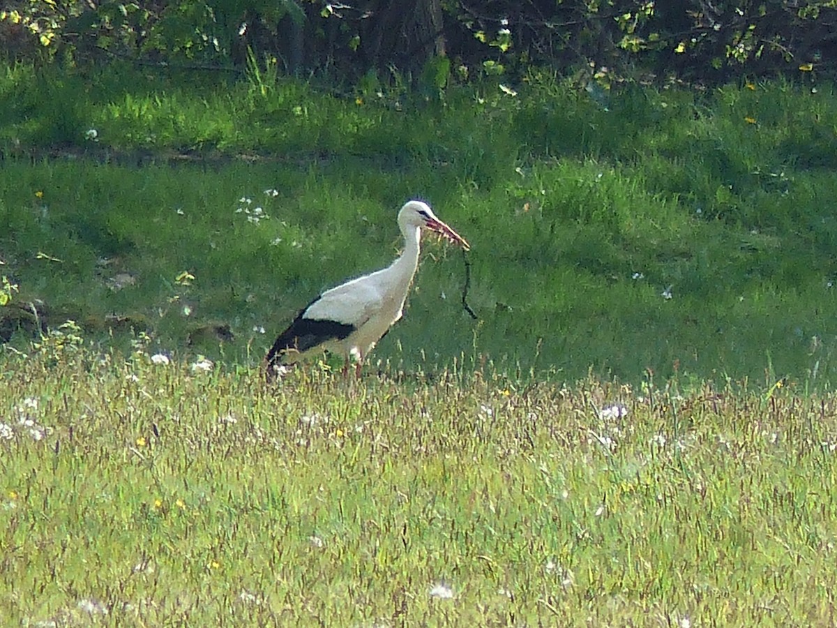 White Stork - ML568547411