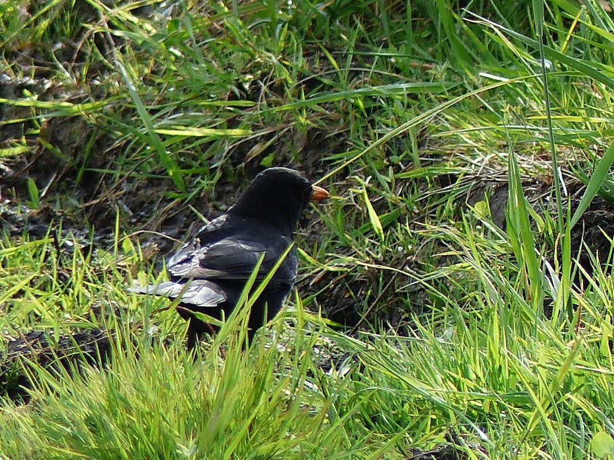 Eurasian Blackbird - ML568547451